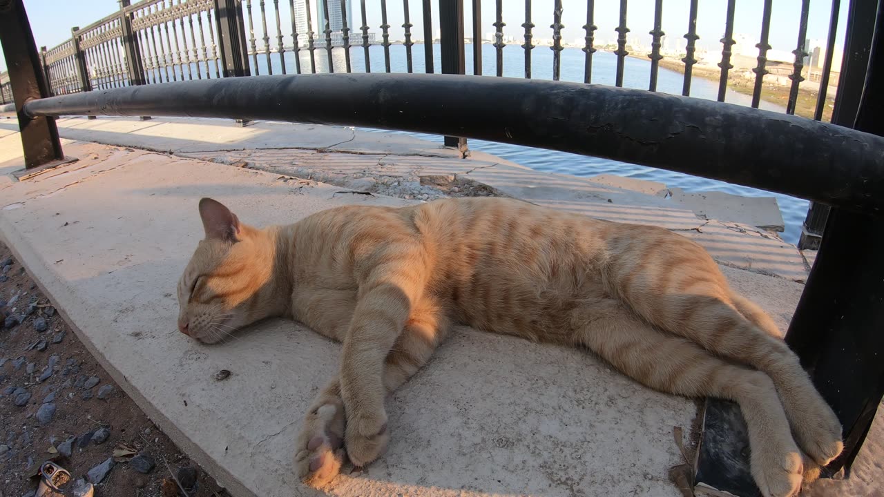 ED SHEERAN & MICHAEL JACKSON - Homeless cats in Ras Al Khaimah, UAE #cat #EdSheeran #MichaelJackson