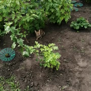The cat is under the bushes.