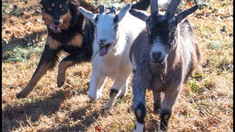 A History of the Old-fashioned Black and Tan English Shepherd