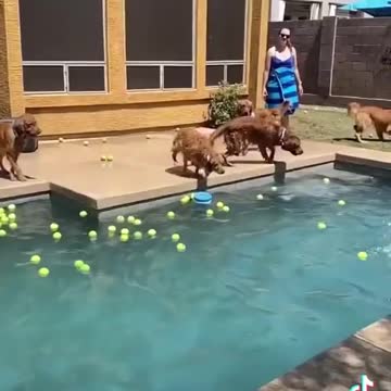 Dogs jumping in the pool for balls