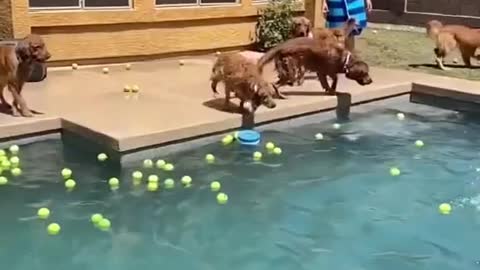 Dogs jumping in the pool for balls