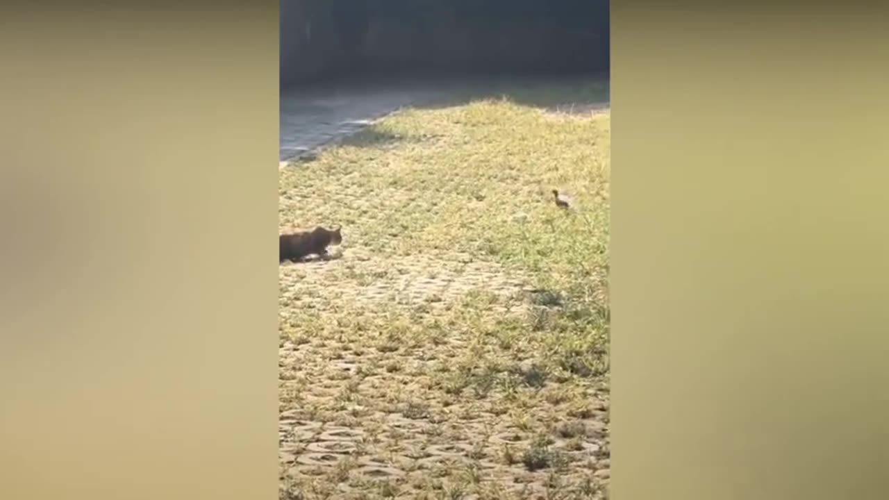 Best Funny Animal Videos of the year 2024, funniest animals ever relax with cute animals video