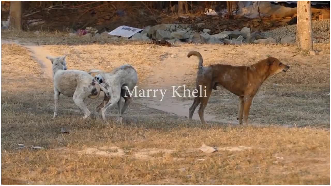 Street dogs fighting because of enviness