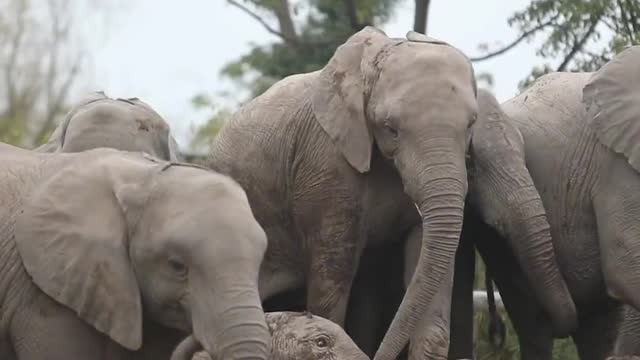 Amazing Animals