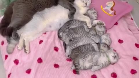 Cute Family cat sleeping