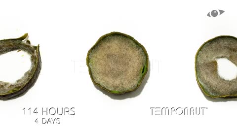 Avocado Timelapse