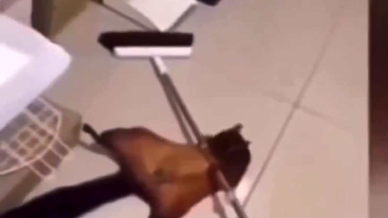 Squirrel faked and staged its own death