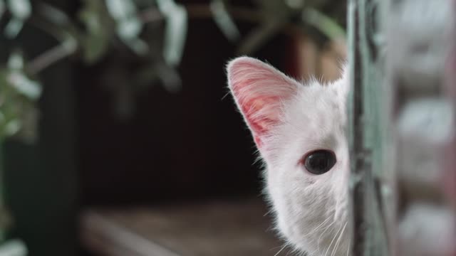 a-white-at-hiding-on-the-book-shelves