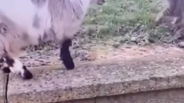 Cute Cats and Funny Animals,very funny