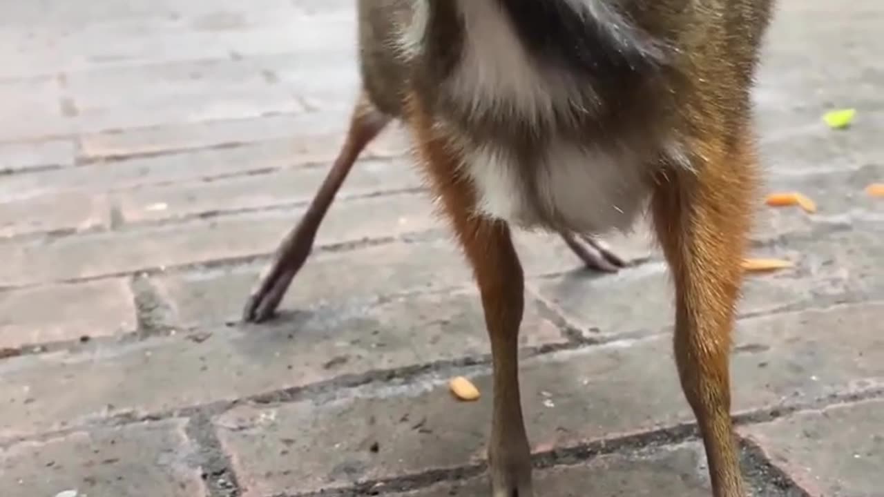 Mouse-deer are the smallest deer in Asia. They are not in fact rodents but miniature deers.