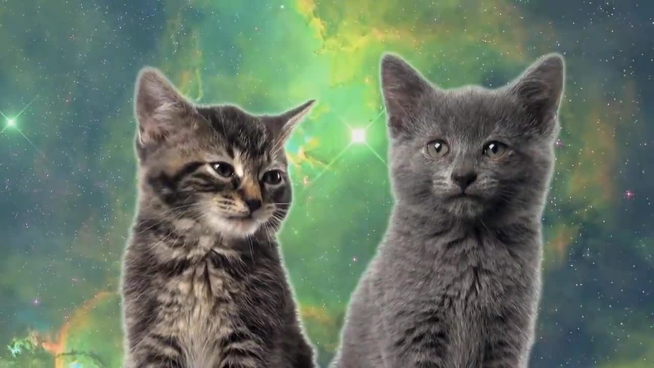 Space Cats — Magic Fly