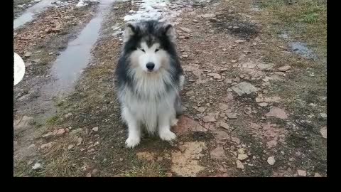 Dog training with boll
