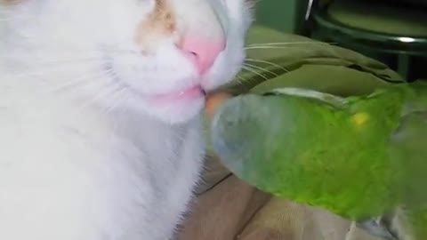 Cute cat with bird