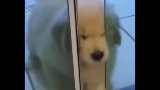 AWW SO CUTE! Cute baby animal's videos Compilation Cute moments of the Animals