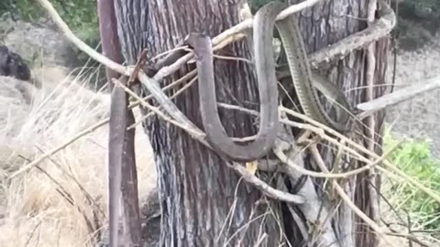 Komodo dragon vs king snake