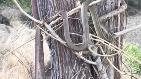 Komodo dragon vs king snake