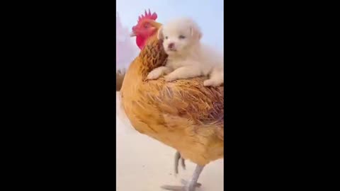 Funny Dog Video,Dog & Hen Funny Video,