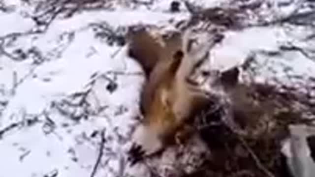 Grey Fox Caught In Trap.....Very Mean And Dangerous, Happy Ending!