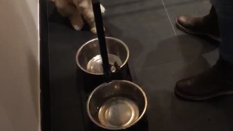 Gold puppy shaking guys hand for food