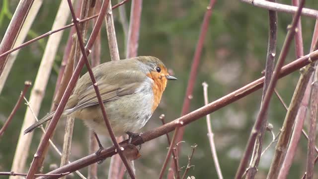 Cute Sparrow Video || Amazing Birds Videos || Birds Videos || Wild Life