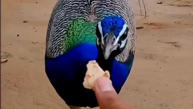 The video taken with the peacock is really beautiful: