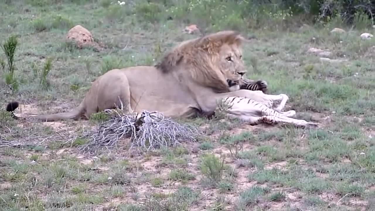 Lion Take Zebra Baby