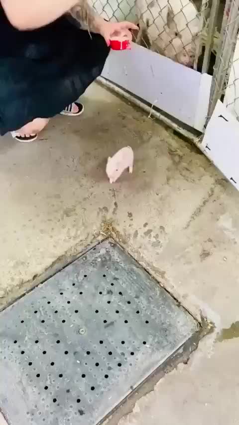 Adorable little piglet is a Hungry Lil fella