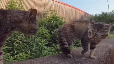 Funny Cats |Cat Videos Meowing