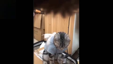 💗Cute And Funny Pets | Try Not To Laugh To These Pets Compilation #11💗 Cutest Lands2021