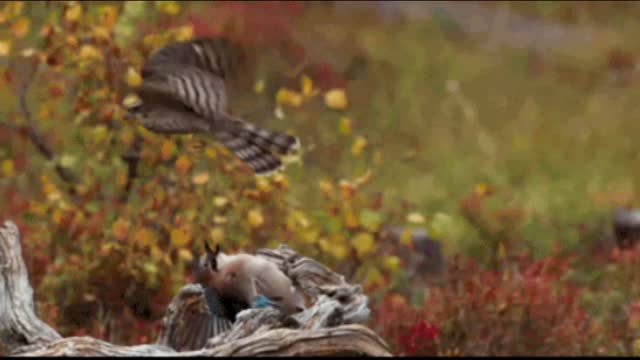Gif video of matrix style bird