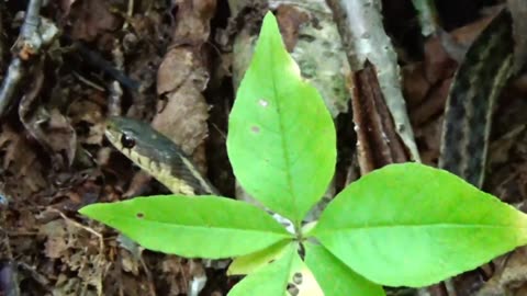 Garter Snake