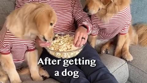 Before getting a dog