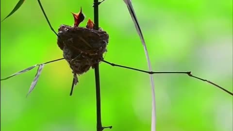 Nest & small Birds.