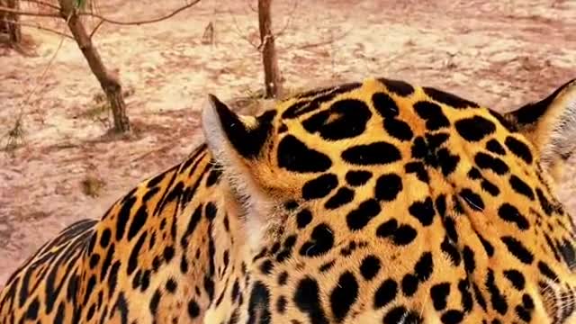 handsome#beautiful#tank#cat#