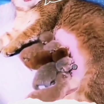 Sacrifice and Heavier Burden Cat Version