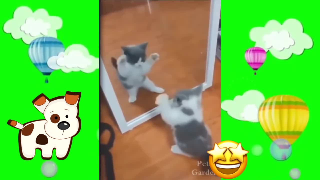 Kitty in front of the mirror ♥♥♥