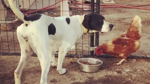 This is what you call a well tempered dog.