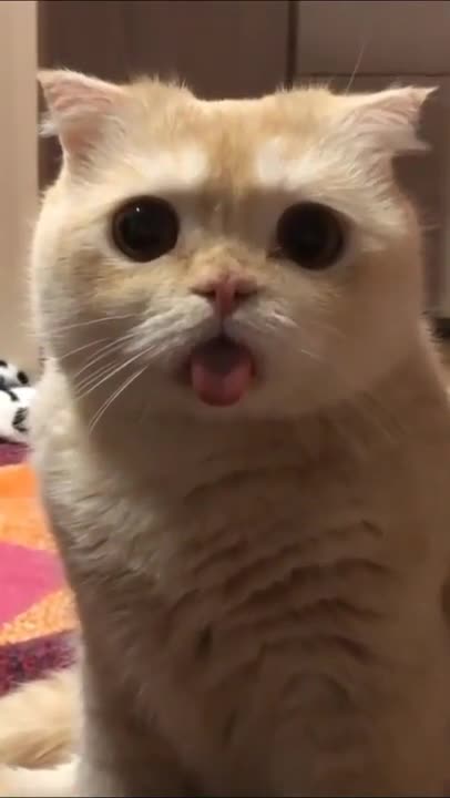 ute cat and funny cat shorts❤#shorts #cat #cutecat #funnycats #viral