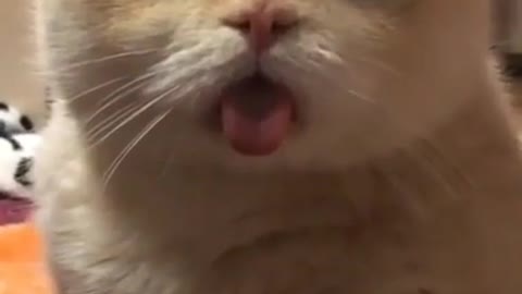 ute cat and funny cat shorts❤#shorts #cat #cutecat #funnycats #viral