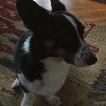 Bogart the Cardigan speaks