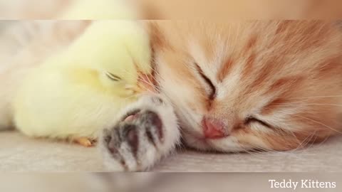 Kitten sleeps sweetly with the Chicken 🐥