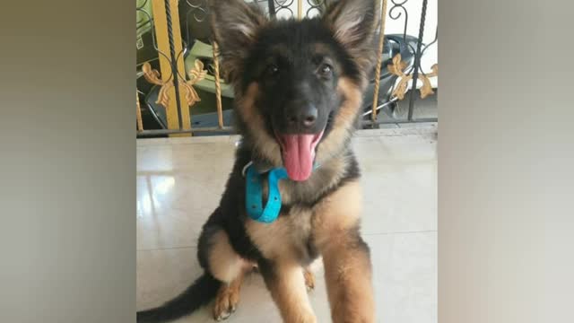 Transformation of german shefeard dog from 1month to 9 month