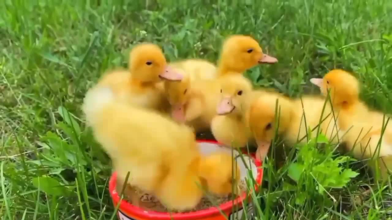 Cute Puppies and Duck Friendship | Funny Animal Kids Videos