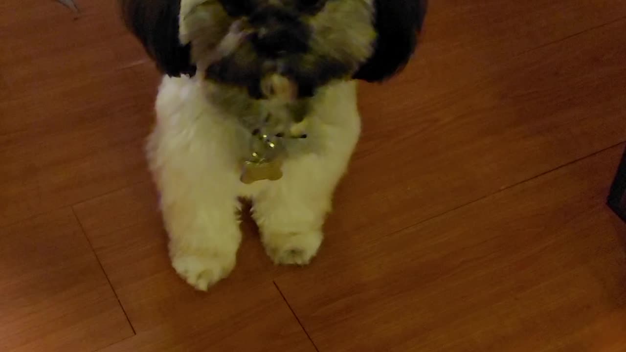 Funny dog