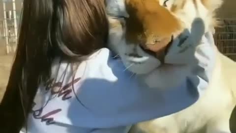 Cute Big Tiger