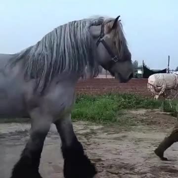 Now this is a horse