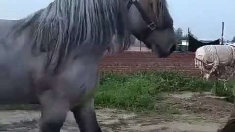 Now this is a horse