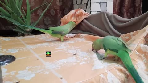 So Amazing Cute Voice Of Female Mago Ringneck Talking Parrot_p4