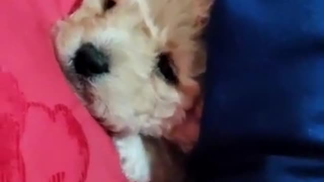 Cute and Funny Dog Compilation #shorts