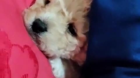 Cute and Funny Dog Compilation #shorts
